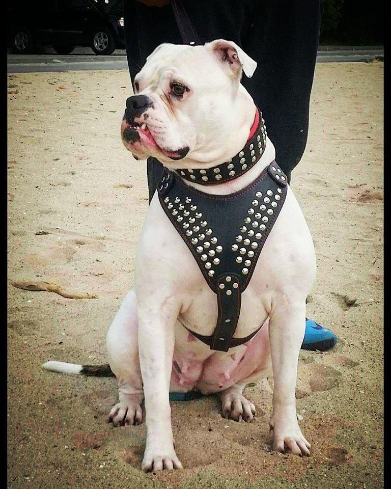 Grosser weisser Hund trägt ein schwarzes Star-Geschirr und ein schwarzes Halsband mit silberfarbenen Nieten und sitzt auf sandigem Boden