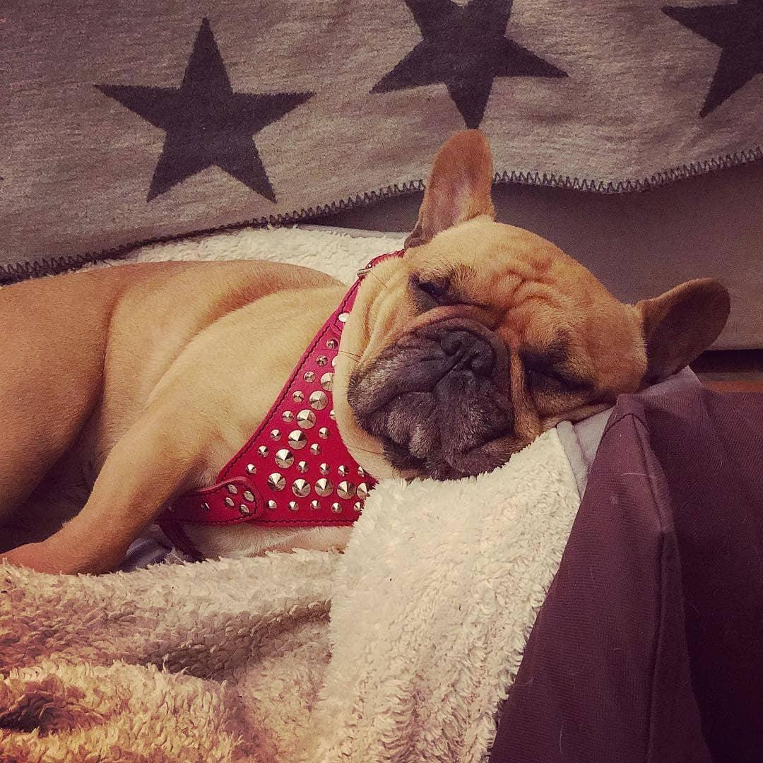 Hellbraune Französische Bulldogge schläft mit einem roten Star-Geschirr auf einer weichen Decke
