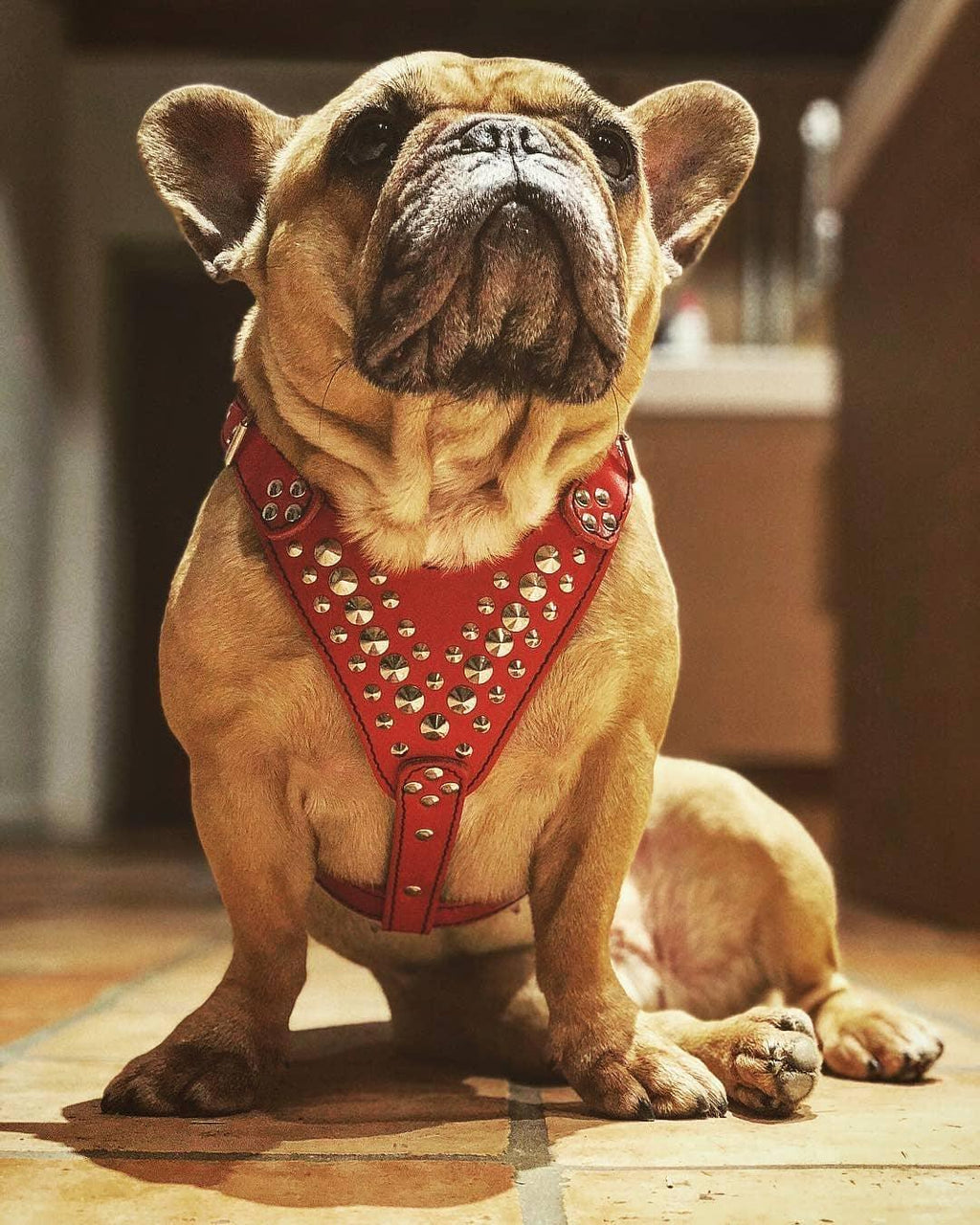 Hellbraune Französische Bulldogge sitzt mit einem roten nietenbesetzten Star-Geschirr auf einem Holzboden im Sonnenlicht