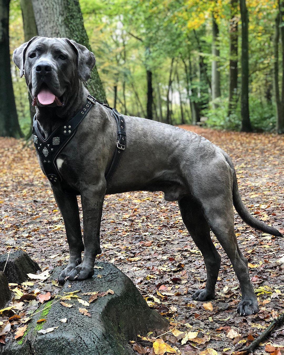Grosser grauer Hund mit schwarzem BESTIA Aztec Ledergeschirr und dekorativen Metallelementen auf einem Waldweg.