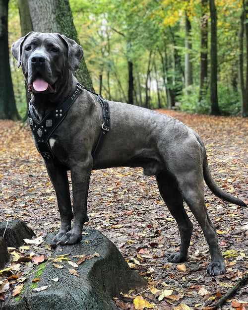 Grosser grauer Hund mit schwarzem BESTIA Aztec Ledergeschirr und dekorativen Metallelementen auf einem Waldweg.