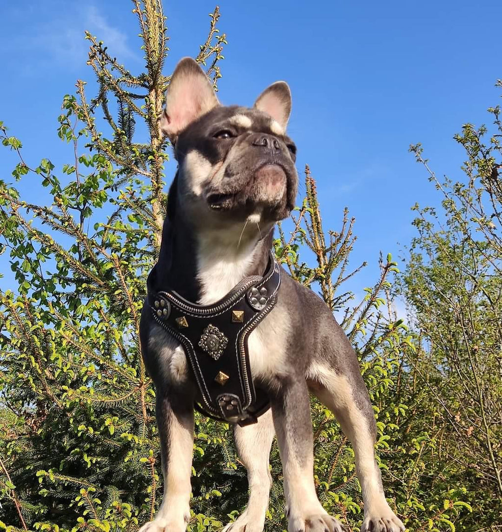 Graubraune Französische Bulldogge trägt ein schwarzes Aztec-Geschirr mit metallfarbenen Verzierungen und steht zwischen jungen Nadelbäumen unter blauem Himmel