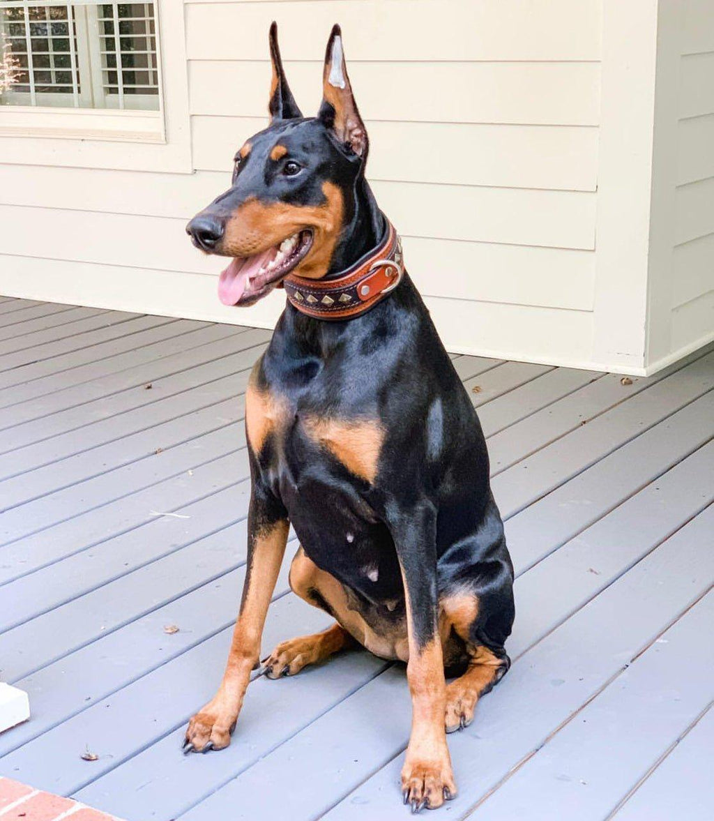 Schwarz-brauner Hund sitzt auf einer Holzterrasse und trägt das braune BESTIA Balteus Lederhalsband.