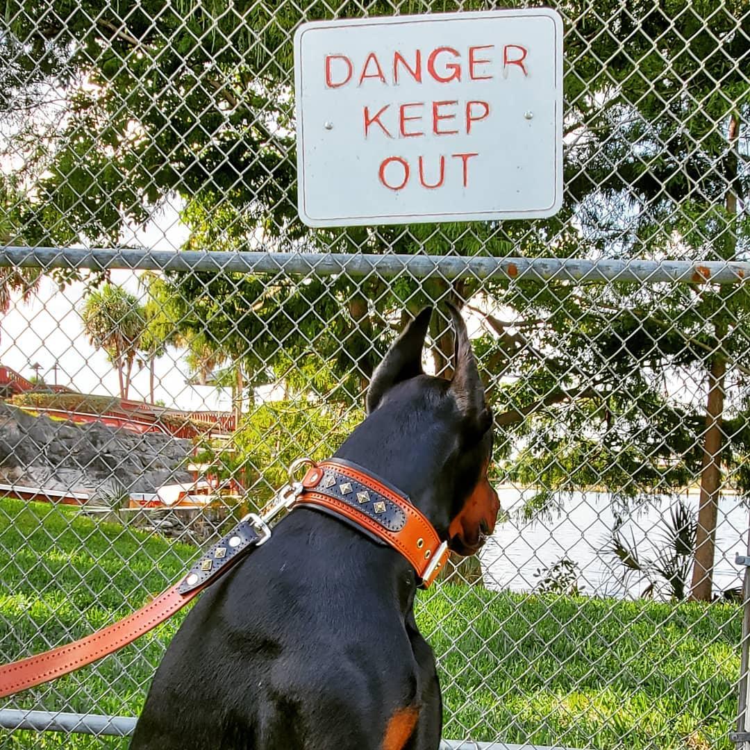 Hund von hinten mit braunem BESTIA Balteus Halsband und passender Leine vor einem Zaun mit Warnschild.