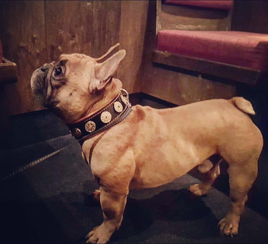 Hellbraune Französische Bulldogge mit BESTIA Bijou Lederhalsband und goldfarbenen Zierelementen, Seitenansicht.
