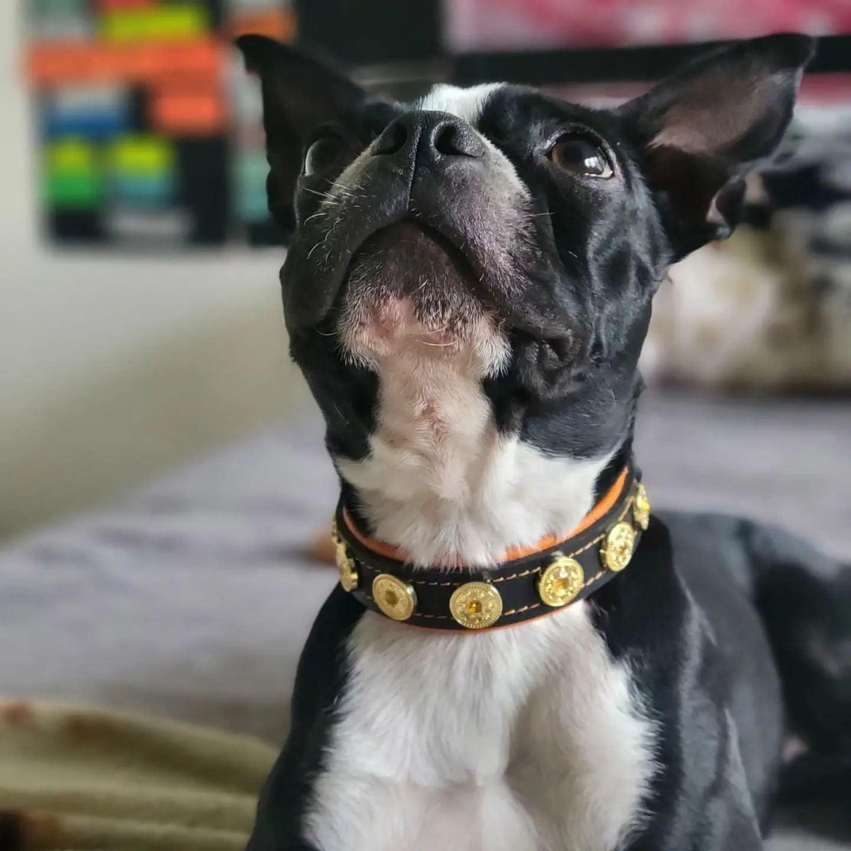 Schwarz-weisser Hund trägt ein BESTIA Bijou Lederhalsband mit orangefarbener Polsterung und goldfarbenen Zierelementen.
