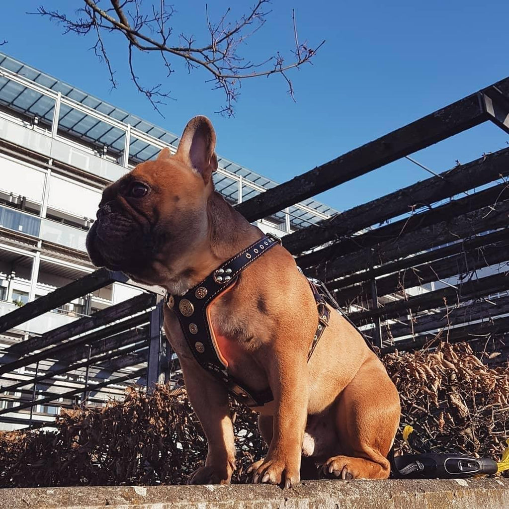 Hellbraune Französische Bulldogge sitzt mit einem schwarzen Bijou-Geschirr mit orangefarbenen Details im Freien vor einem Gebäude