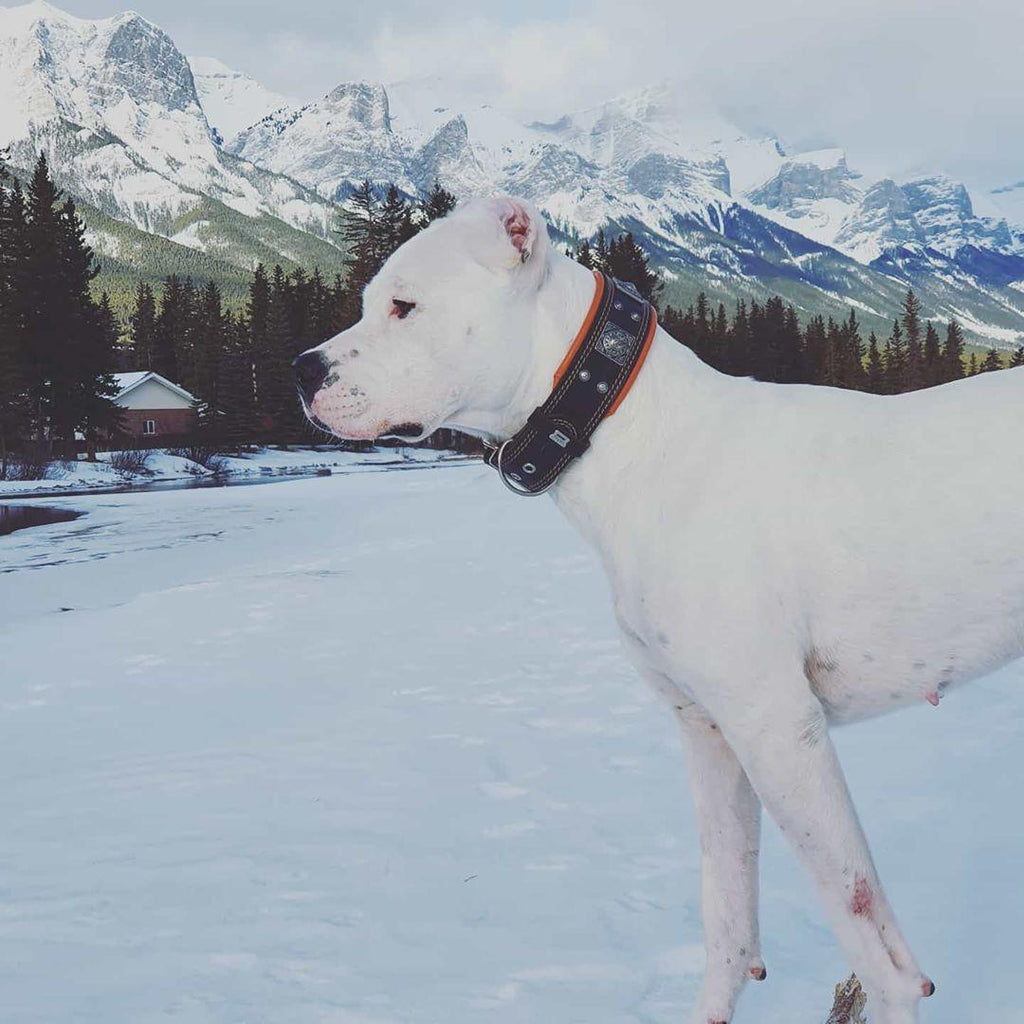 Weisser Hund im Schnee trägt das BESTIA Eros Halsband in Schwarz/Orange vor einer Bergkulisse.