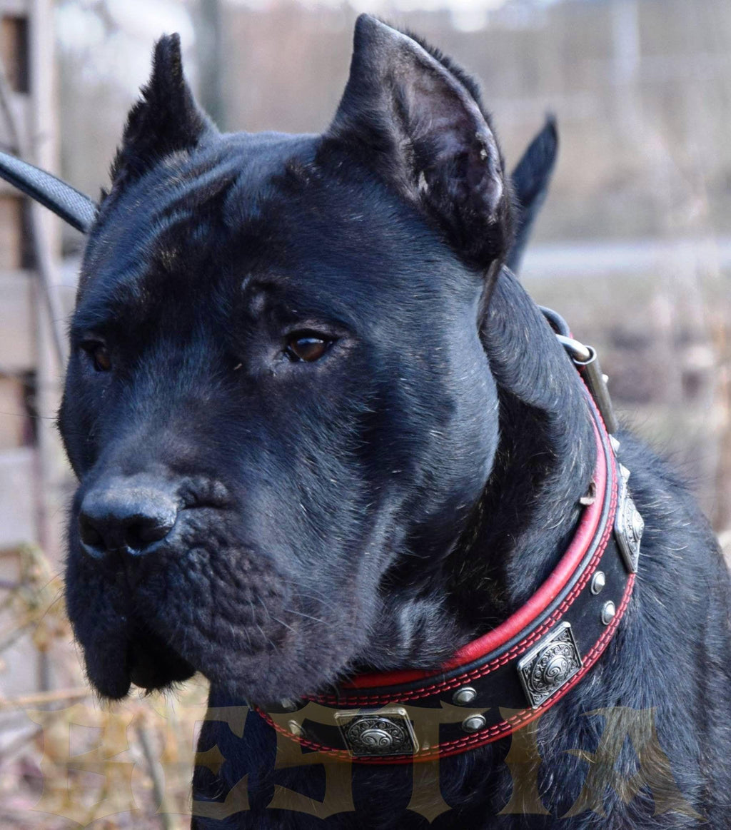 Nahaufnahme eines schwarzen Hundes mit BESTIA Eros Halsband, roter Polsterung und silberfarbenen Ziernieten.