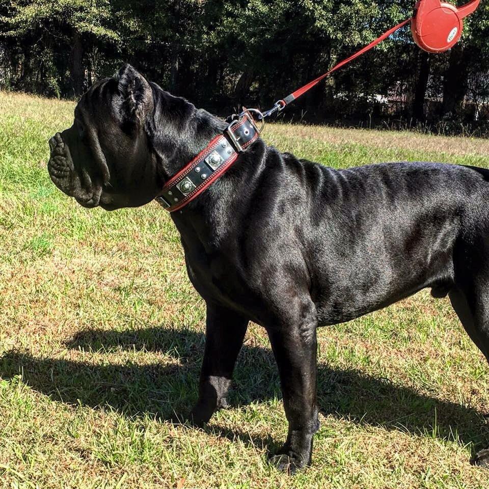 Schwarzer Hund auf einer Wiese mit BESTIA Eros Lederhalsband in Schwarz und Rot.