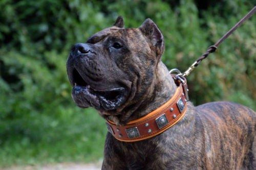 Gestromter Hund mit braunem BESTIA Eros Lederhalsband und silberfarbenen Zierelementen im Freien, Nahaufnahme.