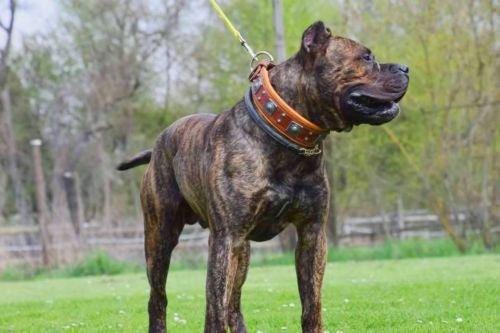 Gestromter Hund mit braunem BESTIA Eros Lederhalsband an der Leine auf einer Wiese, Ganzkörperansicht.