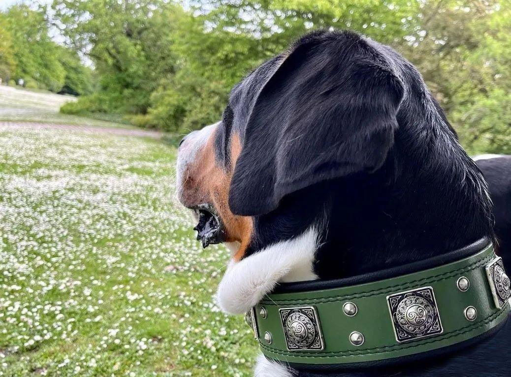 Dreifarbiger Hund auf einer Wiese trägt das grüne BESTIA Eros Lederhalsband mit silberfarbenen Ziernieten.
