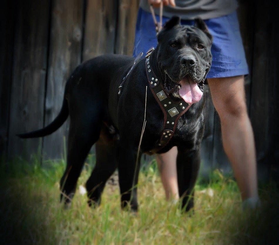 Grosser schwarzer Hund trägt ein schwarzes Eros-Geschirr mit roten Details an einer Leine auf einer Wiese