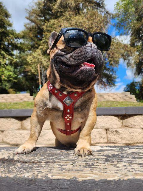 Hellbraune Französische Bulldogge trägt ein rotes Eros-Geschirr und eine schwarze Sonnenbrille, frontal im Freien fotografiert