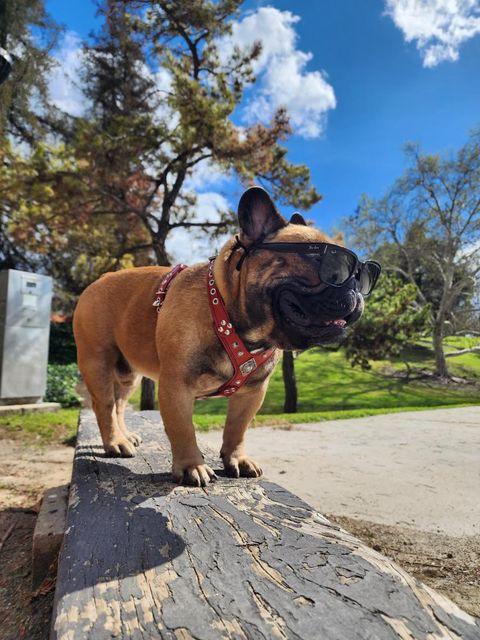 Hellbraune Französische Bulldogge steht mit rotem Eros-Geschirr und schwarzer Sonnenbrille auf einem Holzbalken im Freien