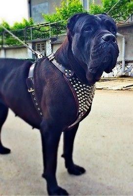 Grosser schwarzer Hund mit Gladiator-Geschirr blickt auf einer Strasse zur Kamera