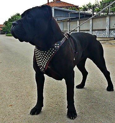 Grosser schwarzer Hund trägt ein nietenbesetztes Gladiator-Geschirr an einer Leine auf einer Strasse, seitlich fotografiert