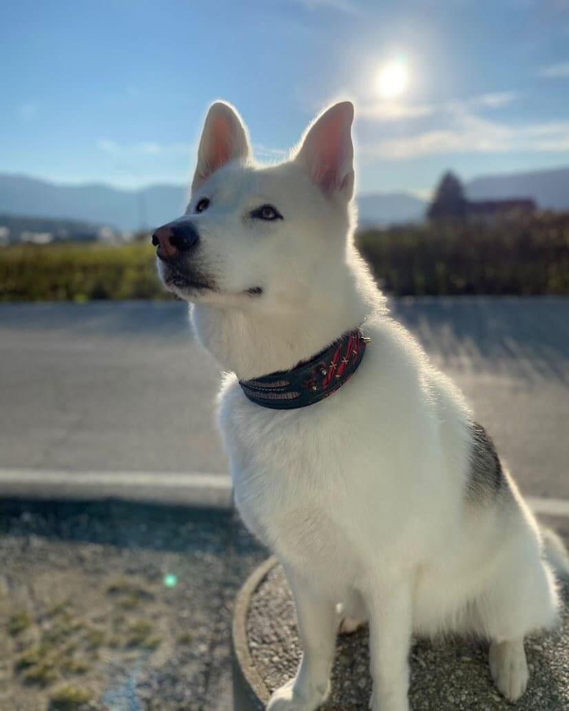 Weisser Schäferhund trägt ein dunkles Haunted-Halsband mit roten Akzenten und sitzt im Sonnenlicht