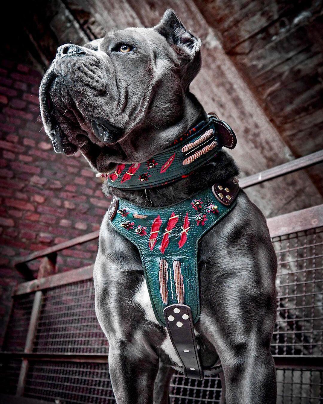 Grosser grauer Hund trägt ein Haunted-Halsband und das passende Geschirr mit roten Akzenten vor einer Backsteinwand