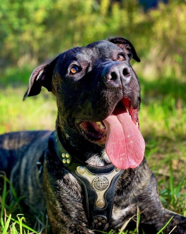 Dunkel gestromter Hund mit schwarzem BESTIA Hektor Ledergeschirr und silberfarbener Brustverzierung, im Gras liegend.