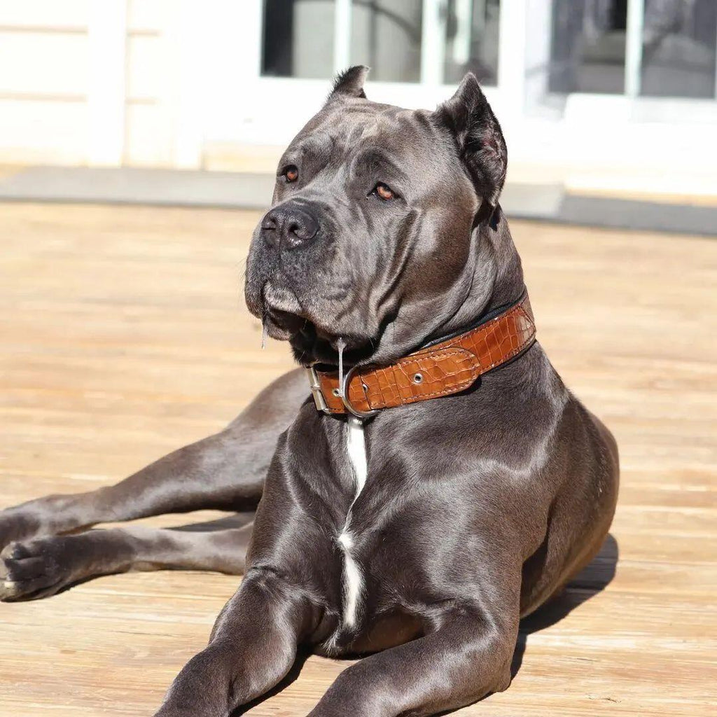 Grosser grauer Hund mit weissem Brustfleck trägt ein braunes Korona-Halsband und liegt auf einer Holzterrasse