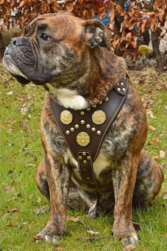 Gestromter Boxer sitzt mit einem braunen Maximus-Geschirr mit goldfarbenen Verzierungen auf einer Wiese