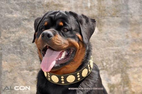 Schwarz-brauner Hund trägt das BESTIA Maximus Lederhalsband mit goldfarbenen Ziernieten.