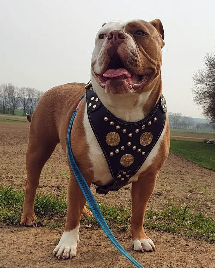 Braun-weisser Hund trägt ein schwarzes Maximus-Geschirr mit goldfarbenen Verzierungen und blauer Leine im Freien