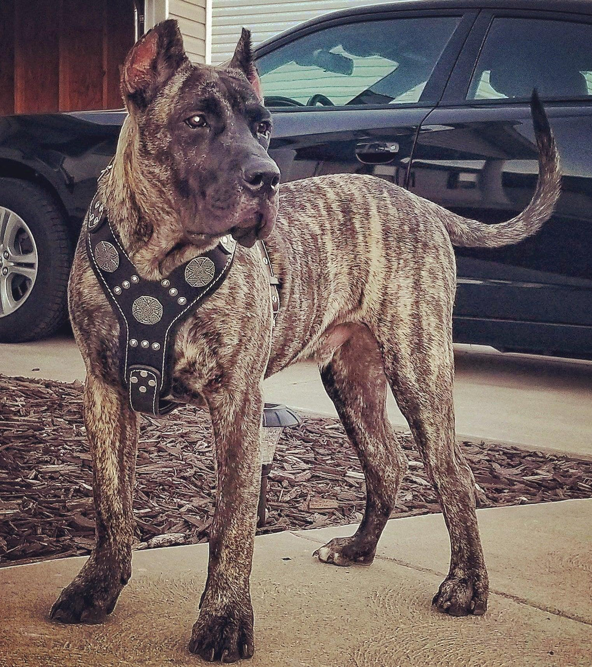 Gestromter Hund trägt ein schwarzes Maximus-Silver-Geschirr vor einem schwarzen Auto