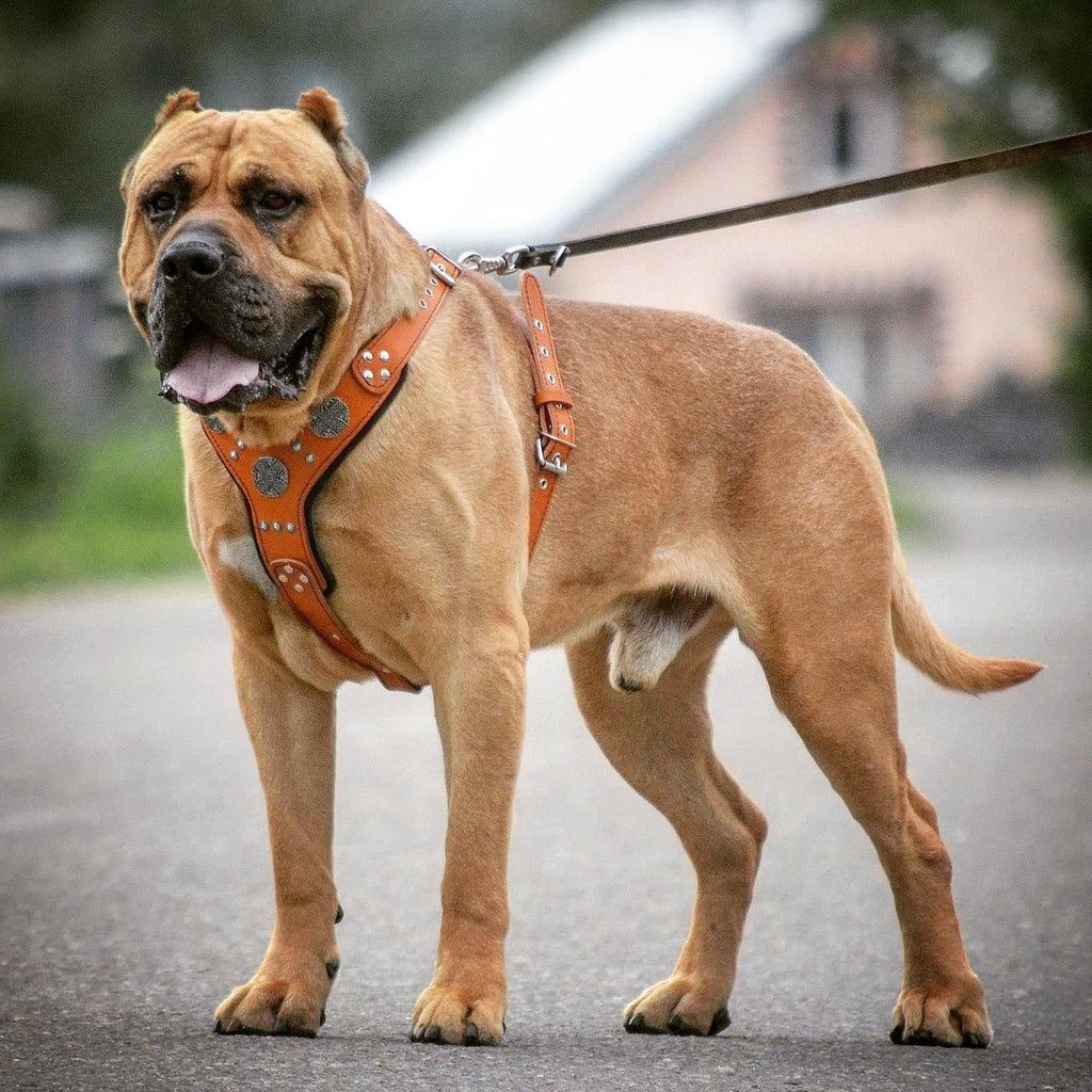 Grosser hellbrauner Hund trägt ein braunes Maximus-Silver-Geschirr an einer Leine auf einer Strasse