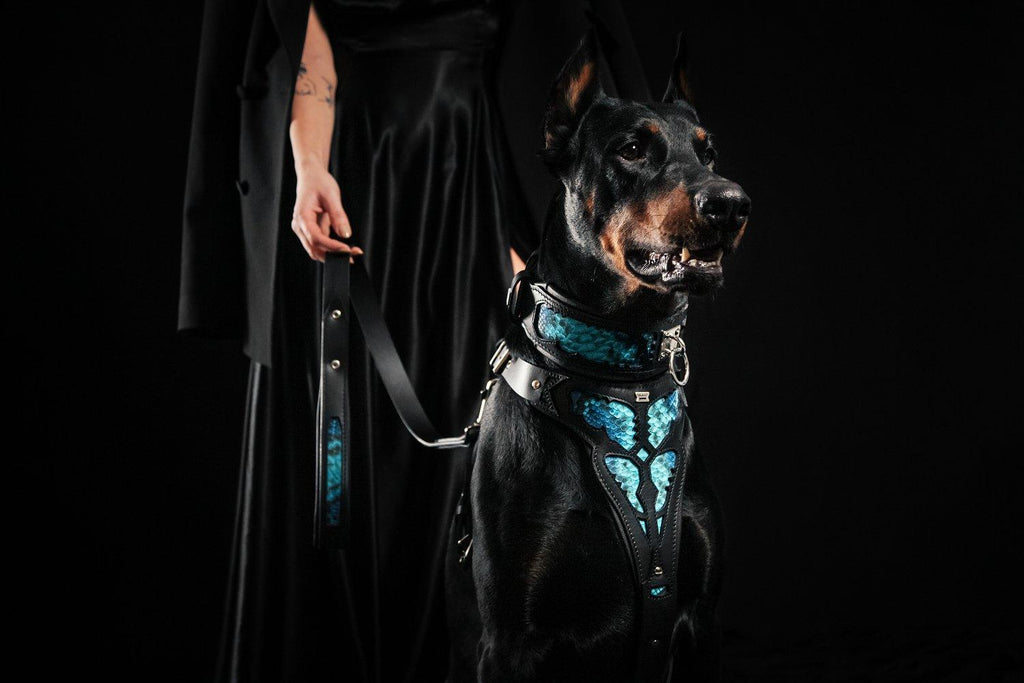 Dobermann mit BESTIA Morelia Python Halsband und passendem Geschirr in Schwarz/Blau, an einer Leine neben einer Frau.