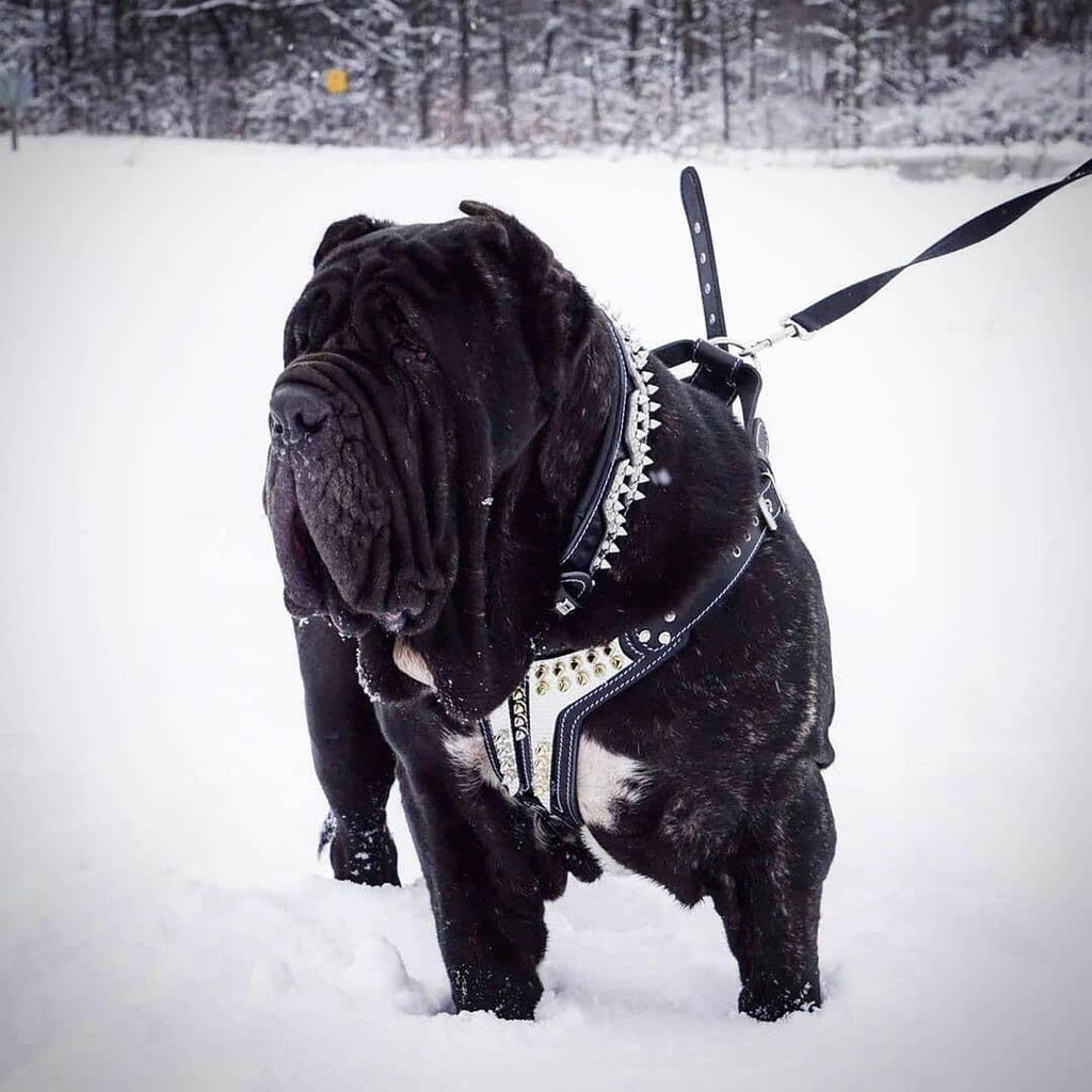 Grosser schwarzer Hund trägt ein Platinum-Geschirr und ein Halsband mit Spikes an einer Leine im Schnee