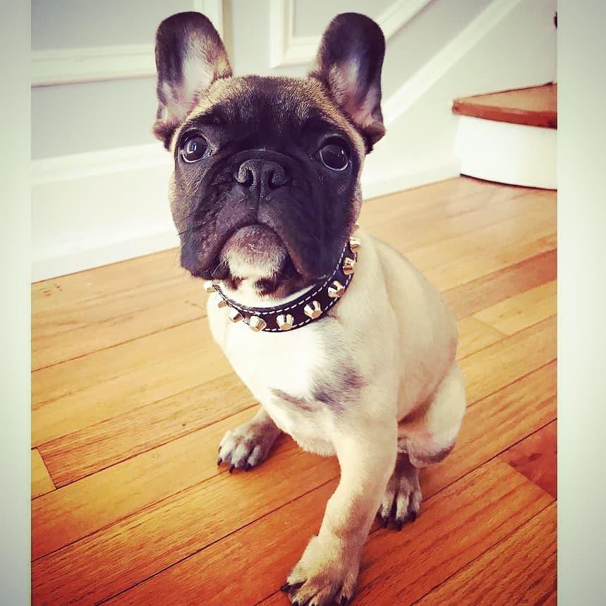 Hellbraune Französische Bulldogge mit dunkler Schnauze trägt ein schwarzes Rock-Halsband und sitzt auf einem Holzboden