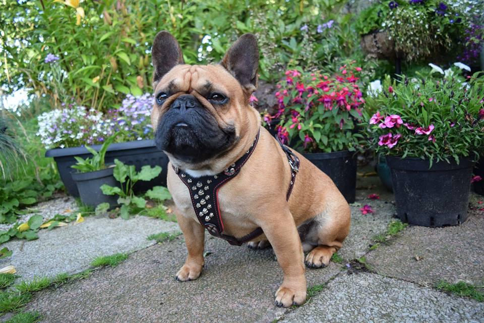 Hellbraune Französische Bulldogge trägt ein schwarzes nietenbesetztes Rocky-Geschirr auf einer Terrasse vor Blumentöpfen