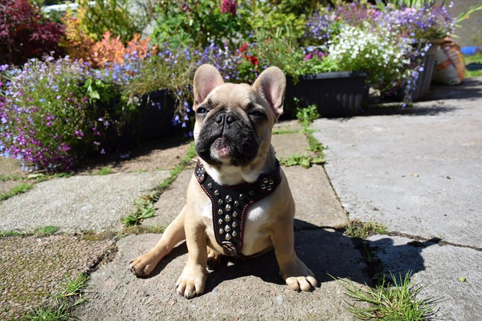 Hellbraune Französische Bulldogge sitzt mit einem schwarzen Rocky-Geschirr frontal auf einer sonnigen Terrasse