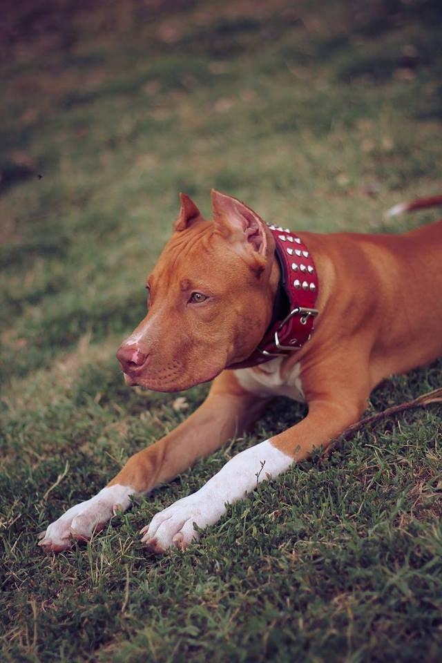 Rotbrauner Hund mit weissen Vorderpfoten trägt ein rotes Star-Halsband mit silberfarbenen Nieten und liegt auf einer Wiese