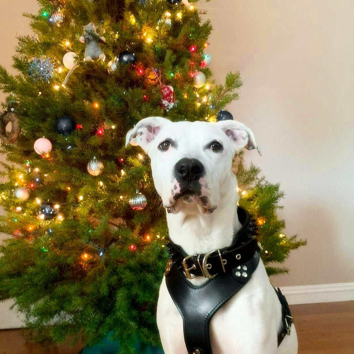 Weisser Hund trägt ein schwarzes Style-Ledergeschirr und sitzt vor einem geschmückten Weihnachtsbaum