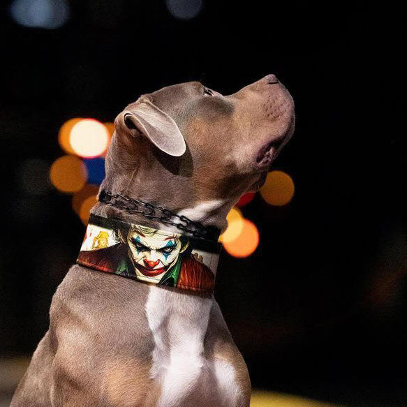 Graubrauner Hund mit weisser Brust trägt ein JK-Halsband mit Joker-Motiv und blickt vor dunklem Hintergrund nach oben