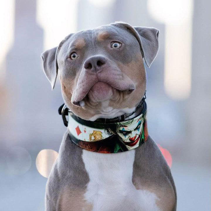 Graubrauner Hund mit weisser Brust trägt ein JK-Halsband mit Joker-Motiv, von vorne vor hellem Hintergrund