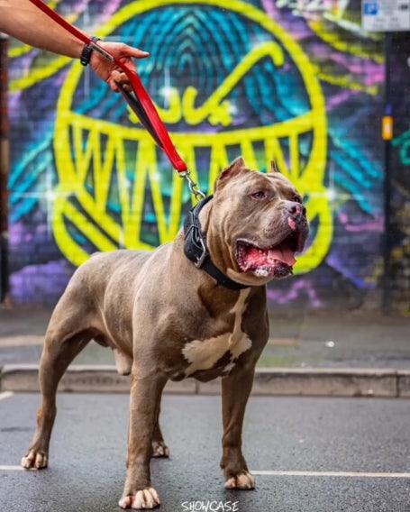 BESTIA DOG SPORT Doppelgriff-Leine Rot