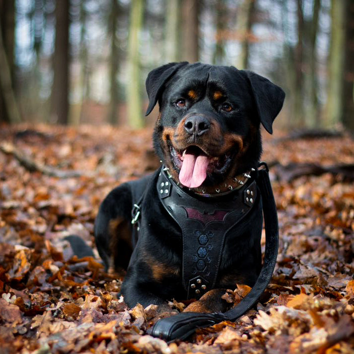 Schwarz-brauner Hund liegt im Herbstlaub und trägt das schwarze BESTIA Batdog Ledergeschirr.
